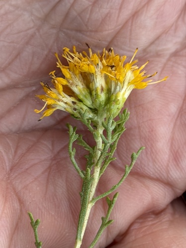 Isocoma tenuisecta, photograph 5