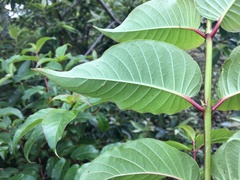 Cephalanthus tetrandra