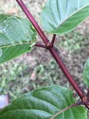 Cephalanthus tetrandra