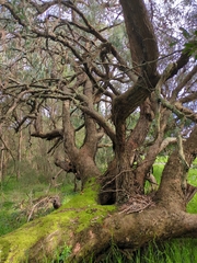Eucalyptus cephalocarpa