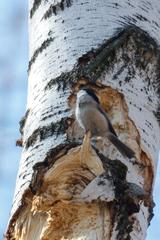 Poecile montanus