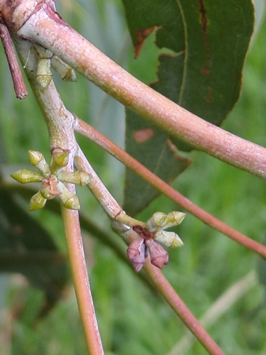 Eucalyptus cephalocarpa, photograph 2