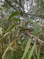 Eucalyptus cephalocarpa, photograph author not stated, no rights reserved
