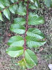 Cephalanthus tetrandra