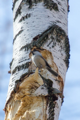 Poecile montanus