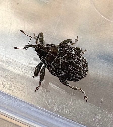 map weevil
