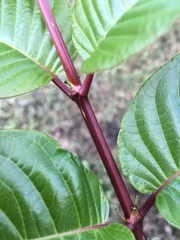 Cephalanthus tetrandra