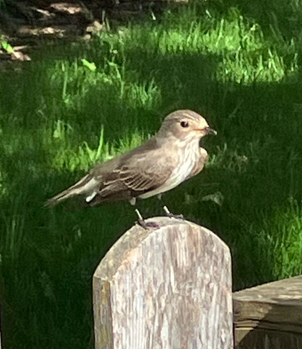 Spotted Flycatcher