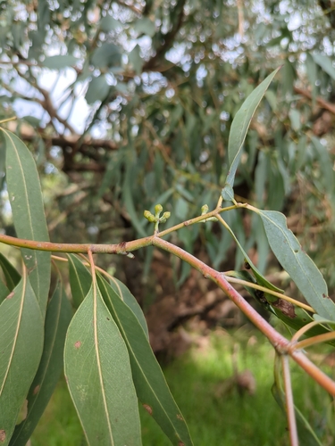 Eucalyptus cephalocarpa, photograph 4