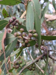 Eucalyptus cephalocarpa, photograph author not stated, no rights reserved