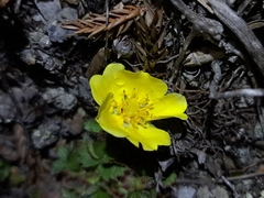 Potentilla matsumurae, photograph (c) vrxz, some rights reserved (CC BY-SA)