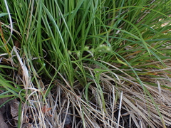 Carex leersii, photograph author not stated, no rights reserved