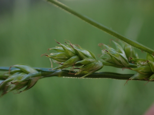 Carex leersii, photograph 4