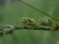 Carex leersii, photograph author not stated, no rights reserved