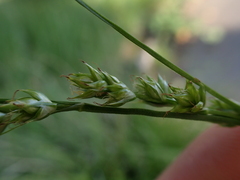 Carex leersii