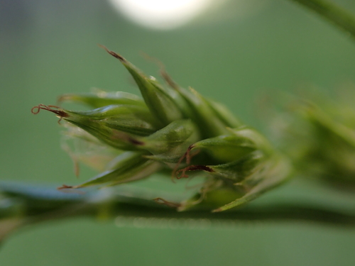 Carex leersii, photograph 3