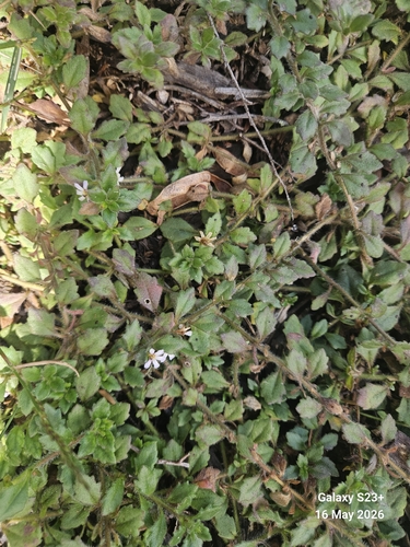 Scaevola hookeri observed 2026-05-16