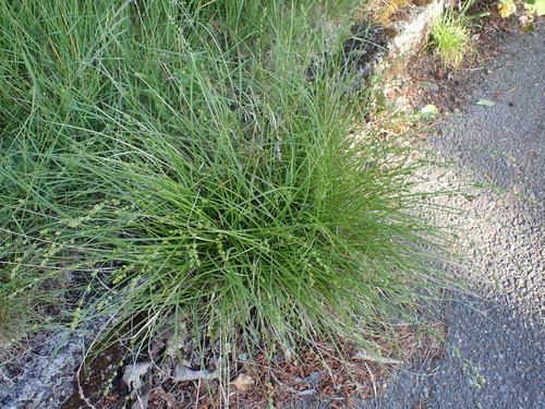 Carex leersii, photograph 1