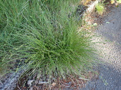 Carex leersii, photograph author not stated, no rights reserved