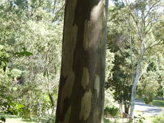 Eucalyptus major