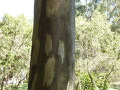Eucalyptus major