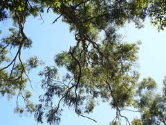 Eucalyptus major