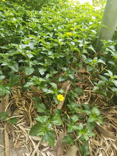 Trailing Daisy