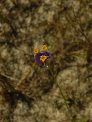 Burmannia bicolor