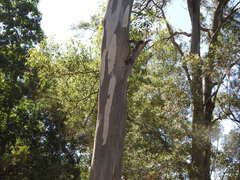 Eucalyptus propinqua