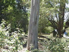 Eucalyptus propinqua