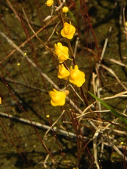 Utricularia longeciliata