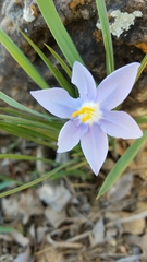 Nemastylis geminiflora