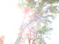 Eucalyptus propinqua