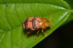 Podontia dalmani