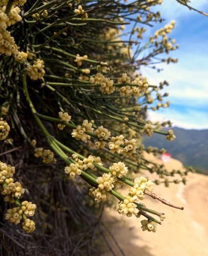 Retanilla ephedra