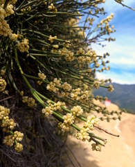 Retanilla ephedra