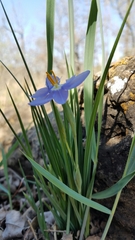 Nemastylis geminiflora