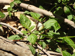 Cepora perimale scyllara