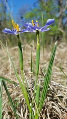 Nemastylis geminiflora