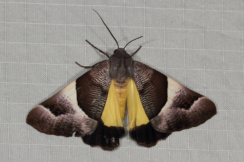 Niceteria macrocosma from Sawpit Creek, Kosciuszko National Park NSW