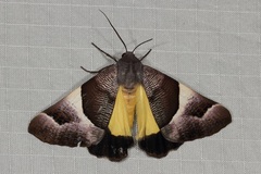 Niceteria macrocosma