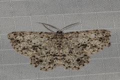 Thallogama pansticta