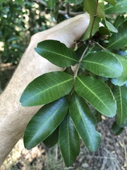 Cupaniopsis parvifolia