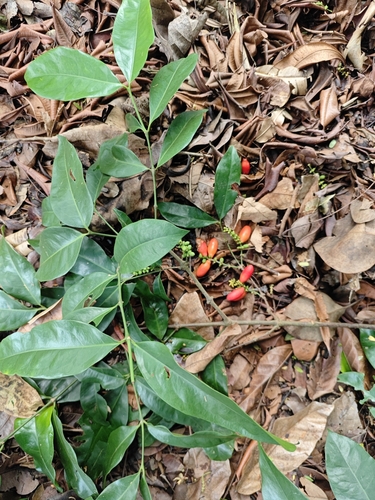 Gnetum gnemon observed 2026-05-25