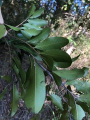 Cupaniopsis parvifolia
