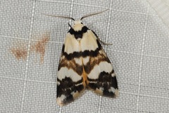 Thallarcha albicollis