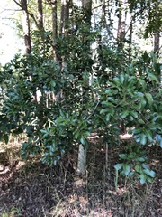 Cupaniopsis parvifolia