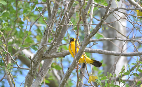 Asian Golden Weaver