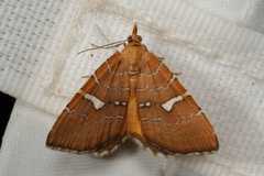 Chrysolarentia leucozona