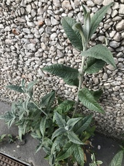 Buddleja davidii